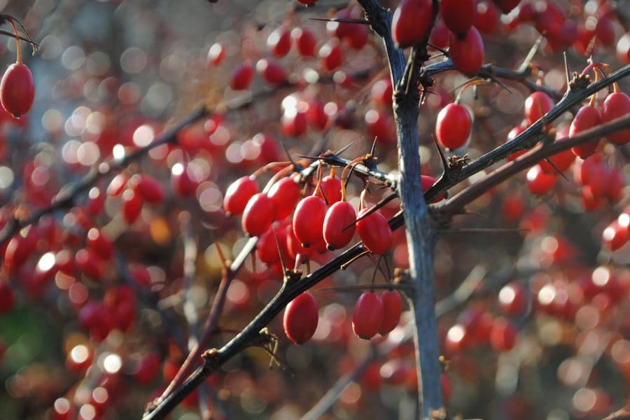 Berberine — illustrative photo